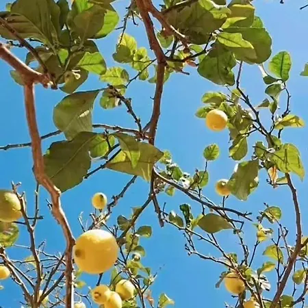 Apartment Cristy Garden Sant'Angelo (Isola d'Ischia)